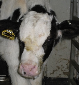 Calves with Pneumonia have difficulty breathing